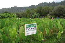 CTAHR staff learning about Waimanalo taro